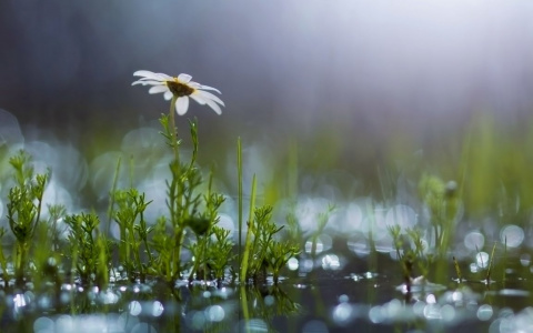 В понедельник в Пензе синоптики обещают дожди и похолодание