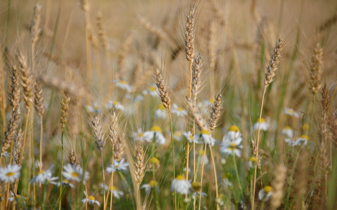 1 августа в Пензенской области будет холодно