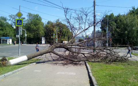 В Пензе общественники похлопотали, чтобы с тротуара убрали рухнувшее дерево