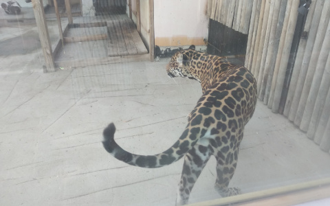 Ночь в зоопарке: пензенцев приглашают на уникальное мероприятие