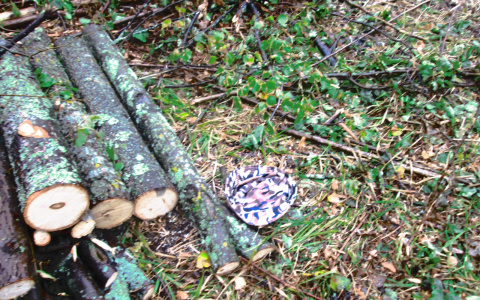 В Пензенской области мужчину "раздавило" 20-метровой липой