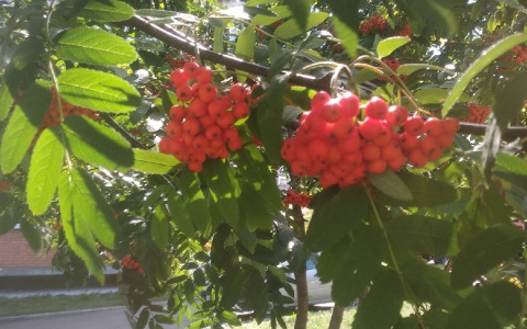 В Пензенскую область возвращаются теплые деньки