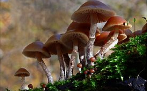 "Главное - не перепутать": грибники рассказали, как отличить съедобное от несъедобного