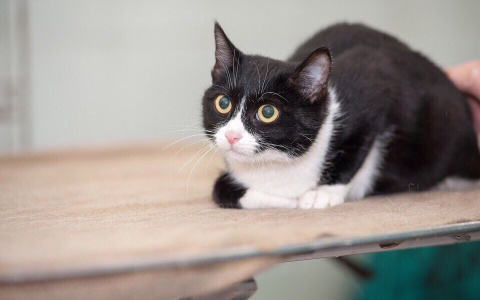 "Статный Халк, Боец Ронни, отважный Винни": пензенские собачки и котики ищут дом