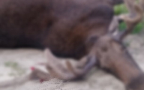 Появилось видео момента жесткого ДТП с лосем в Заречном