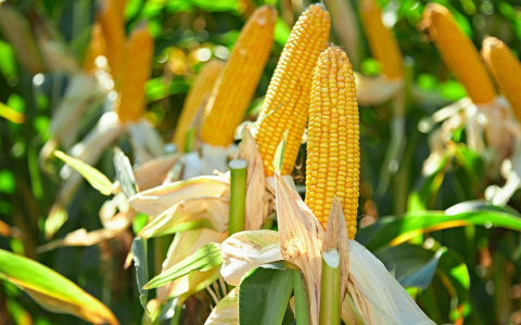 Купить семена гибридов кукурузы SYNGENTA® можно только у официальных дилеров