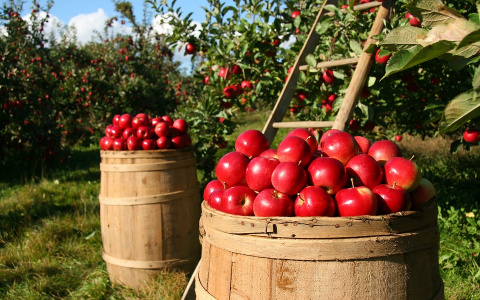"Съеденное яблоко поведает о будущем": пензенцам рассказали о традициях и приметах Яблочного Спаса