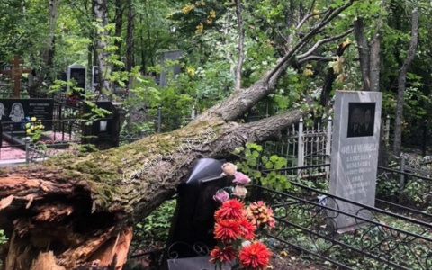 "Там ходить опасно": в Пензе на кладбище рухнуло дерево и повредило памятники