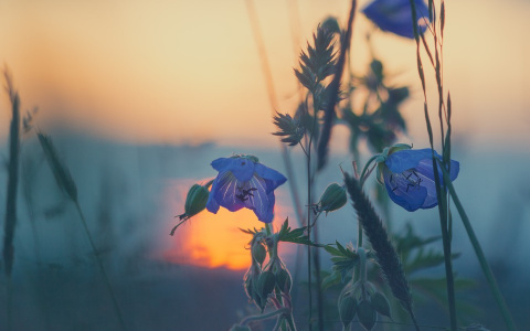 В среду в Пензенской области будет жарко