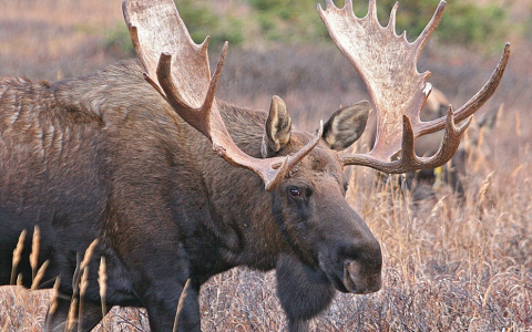 Предупреждение: в Заречном объявлен карантин по бешенству