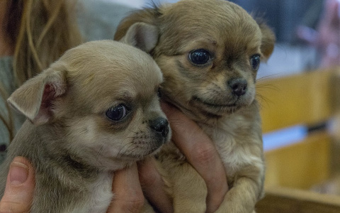 «Мы ругались долго, в ход пошел шантаж»: как животные попадают в пензенский приют – видео