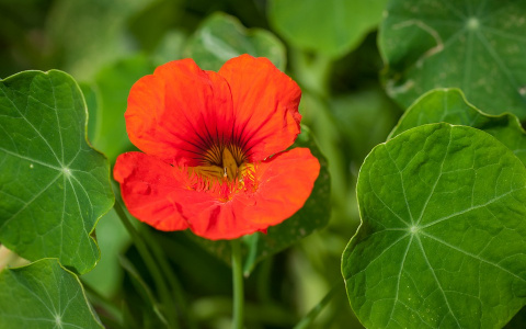 Хочешь мужа - купи это: какое растение разбудит страсть пензенцев