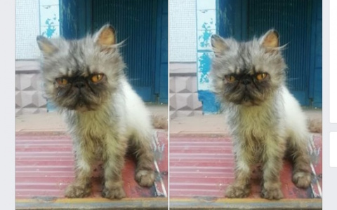 В Пензе на улицу выкинули угрюмого кота