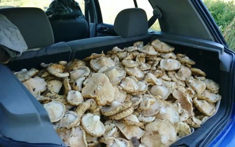 Пензенцы в Сети делятся грибными местами