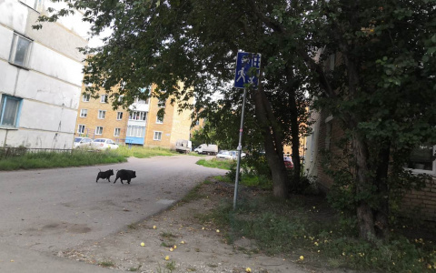 В Пензе по улицам бегают дикие свинки