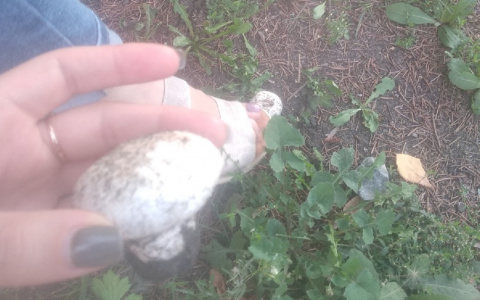 Я в шоке была: пензенский парк зарастает шампиньонами