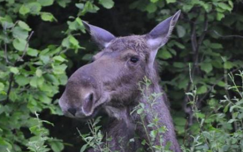 Лосиная угроза в Пензе: в брачный период они могут нападать на людей