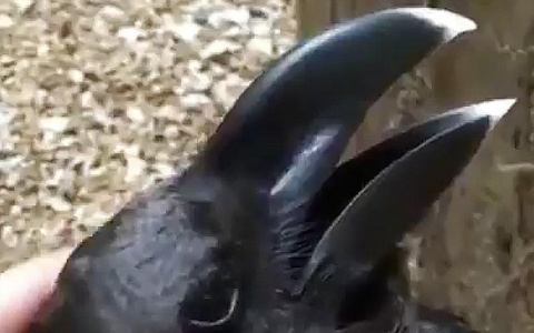 «Кролик или ворона?»: пензенцы гадают, кто изображен на скандальном видео