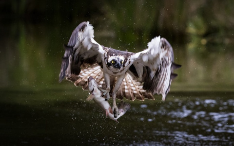 В Пензенской области заметили птицу с Карибских островов