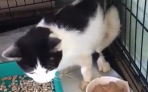 В Пензе стреляли в кота Бандероса – в его груди застряла пуля. Видео