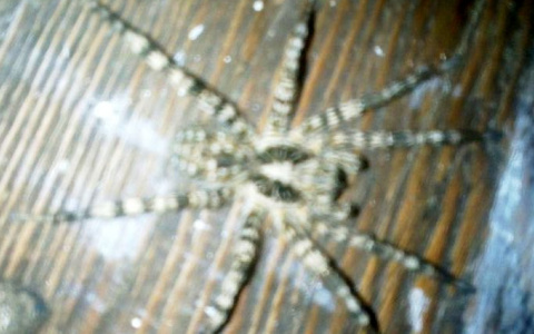 Тарантулы и змеи: чего стоит бояться в Пензенской области