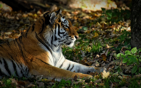Мог и ребенка проглотить: в Пензе местный житель выгуливал тигра на улице – видео