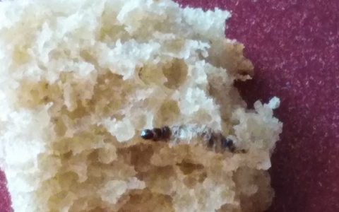 Пензячка пришла в ужас от мерзкой живности в хлебе