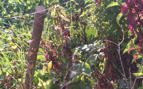 "Птицеед, черная вдова и "Это": жителя Пензенской области напугал страшный "гость" в саду