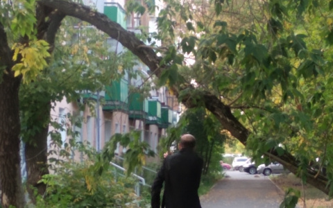 Боимся, что на головы рухнет: в Пензе дерево "угрожает" пешеходам