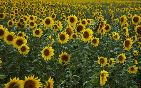 "Все на огороде сгинуло": житель Пензенской области о том, как вертолет уничтожил весь урожай