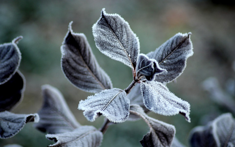 В воскресенье в Пензе ожидаются заморозки