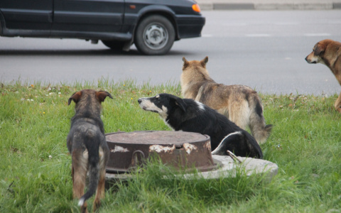 Стало известно куда в Пензе пропадают крышки с канализационных люков