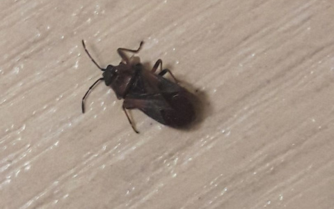 "Ребенку в ухо заползет": в квартирах пенезенцев появляются странные насекомые