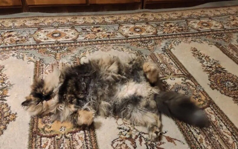 Кошка-филин с усами Боярского обрела в Пензе дом и научилась маскироваться под ковры