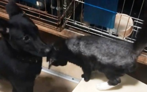 Как собаки дружат с кошками: милое видео из пензенского приюта для животных