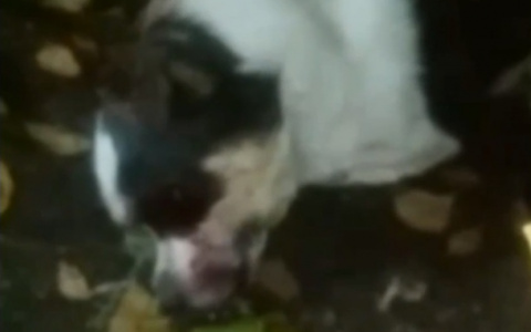 «Собачка бедная, умирает лежит»: в Пензенской области избили щенка до полусмерти – видео (18 +)