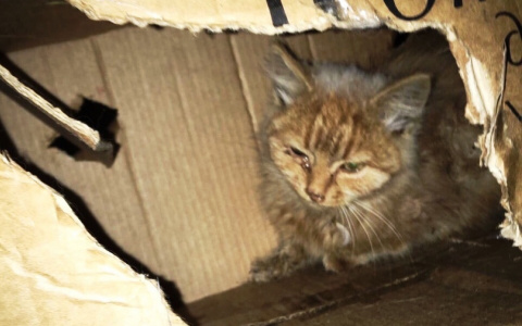 В Пензе неизвестные заперли в коробке и выбросили на улицу больного кота