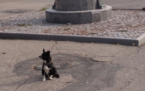 В Пензе на улице Московской появился "хатико"