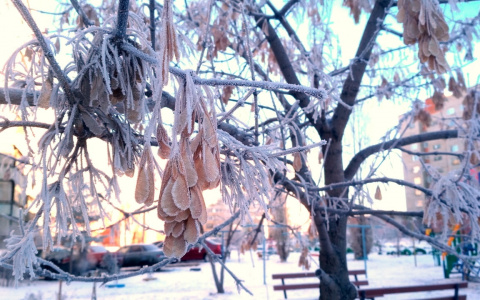 Зима в Пензе будет короткой? В Гидромтцентре рассказали о климатических изменениях