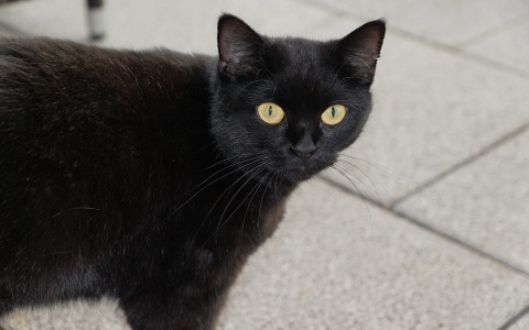 Священник из Пензы развенчал 15 народных суеверий