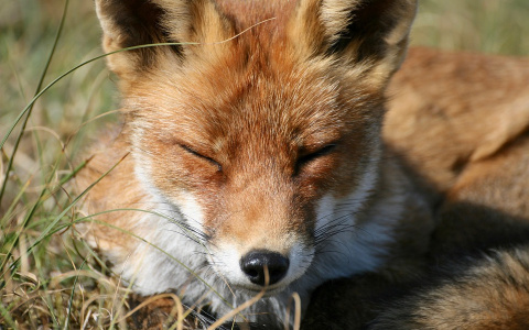 "Ходят пешком как собаки": жители Пензенской области напуганы появлением лис