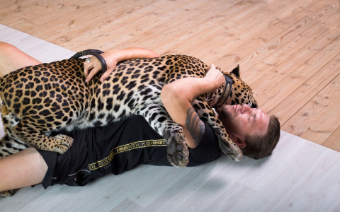 Единственного в России домашнего леопарда вырастил пензенец