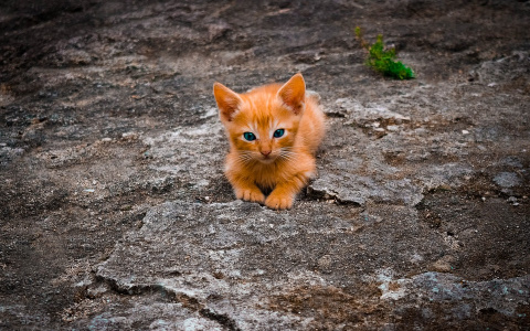 Российские подвалы откроют для кошек: что об этом думают пензенцы?