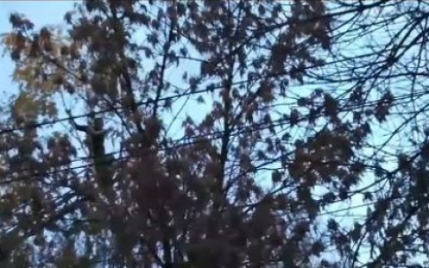 Что стало с пензенцем, который залез на дерево и грозился спрыгнуть?