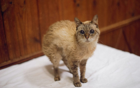 Приюту для животных в Пензе быть: Иван Белозерцев выполняет просьбы подписчиков