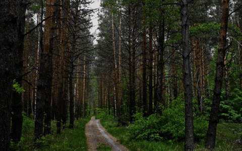 В Пензе мужчина и женщина заблудились в лесу