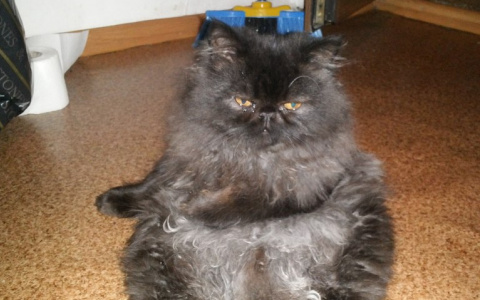 Конкурс для пензенцев: пришлите фото с питомцем, получите билет на шоу