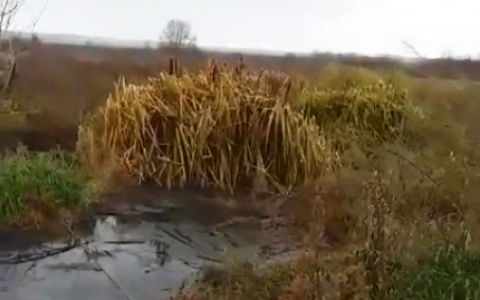 Жительница Пензенской области рассказала, как село утопает в фекалиях