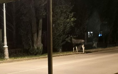 В Заречном лось добрался до школы
