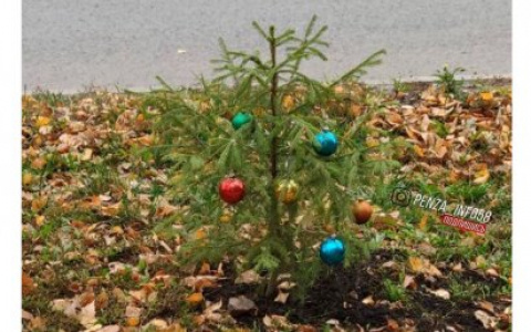 В Пензе уже появилась первая новогодняя елка - фото